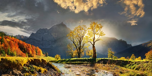 Grosser Ahornboden Panorama with autumnal colourful gnarled maple trees in low sun below the Spritzkar and Grubenkar Karwendel peaks and Enger Bach riverbed in bizarre cloudy sky