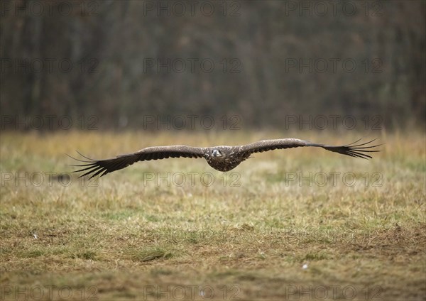 White-tailed eagle