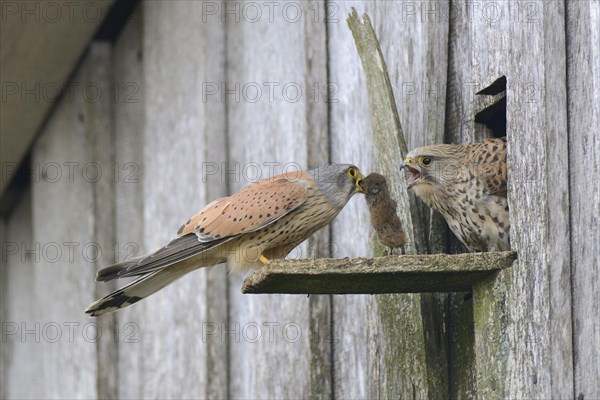 Common kestrels