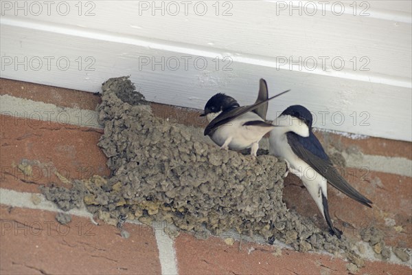 Common house martins