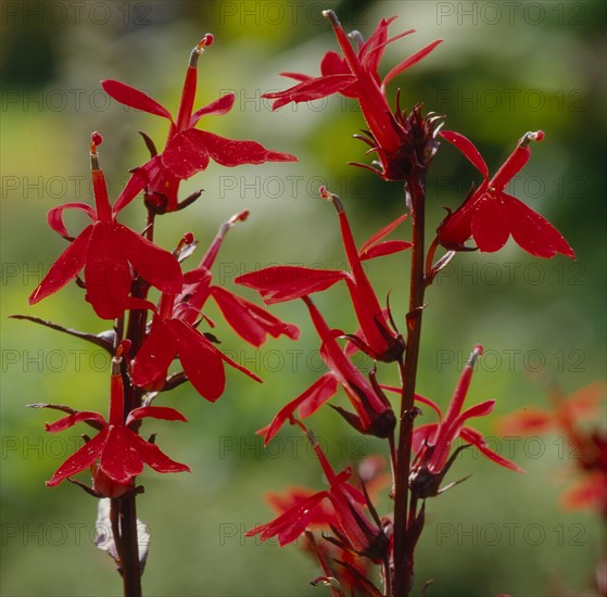 Cardinal lobelia