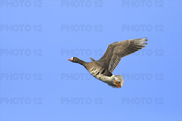 Greater white-fronted goose