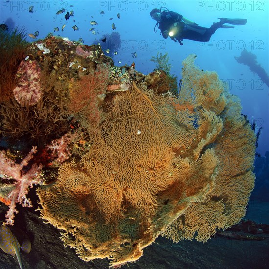 Diver looking at illuminated large giant sea fan