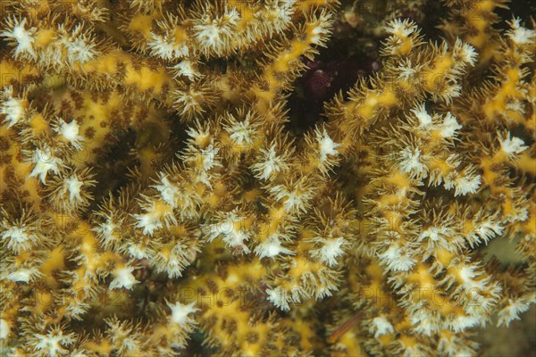 Close-up of outstretched polyps of small polyp stony coral