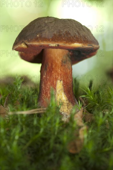 Dotted stem bolete