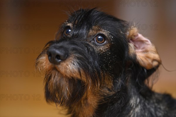 Wire-haired dachshund