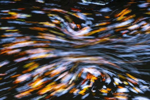 Leaves in the river Bode in the autumnal Harz