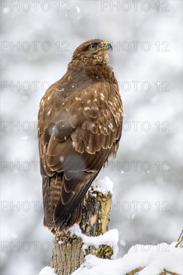 Steppe buzzard