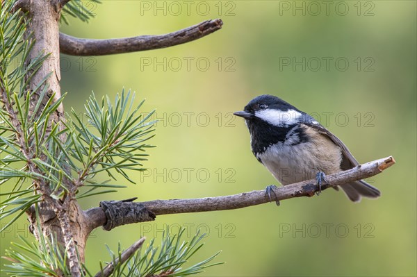 Coal tit