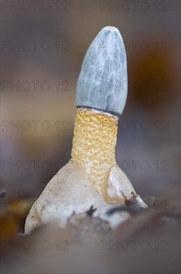 Dog stinkhorn