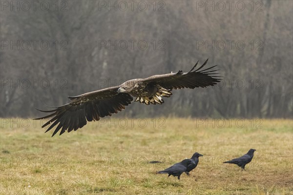 White-tailed eagle