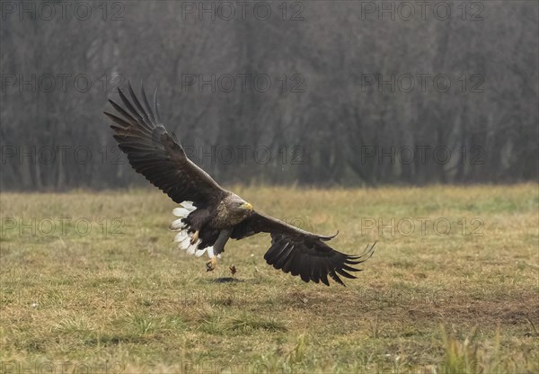 White-tailed eagle