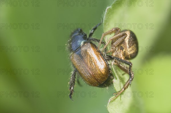 Crabspider