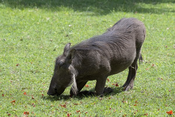 Common warthog