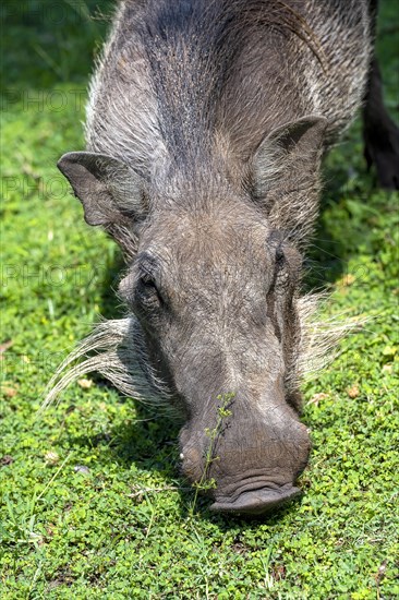 Common warthog