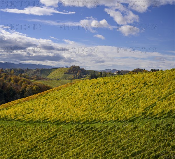 Autumn vineyards