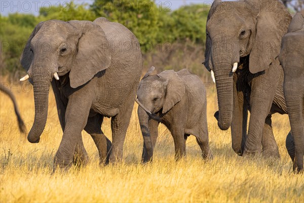 African elephant