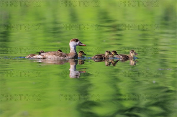 Red-crested pochard