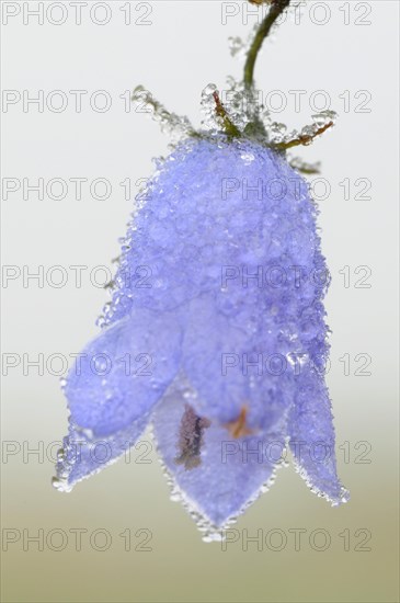 Harebell