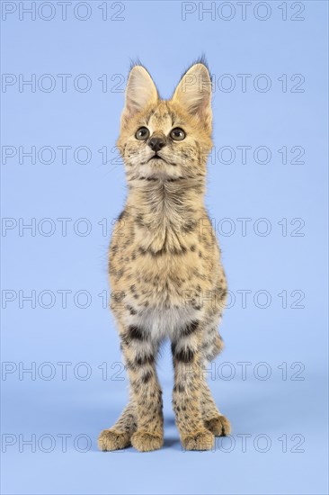 Serval