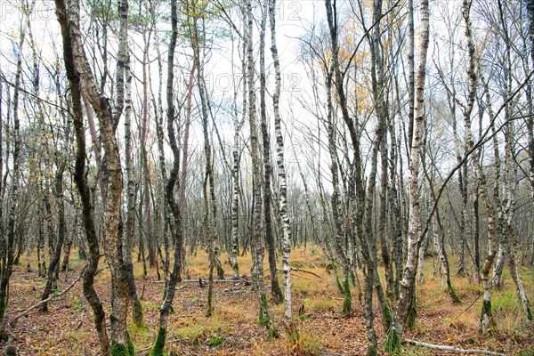 Birch carr