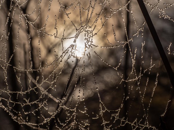 Spider's web with ice crystals against the light