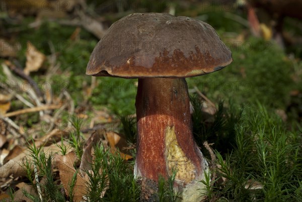 Dotted stem bolete