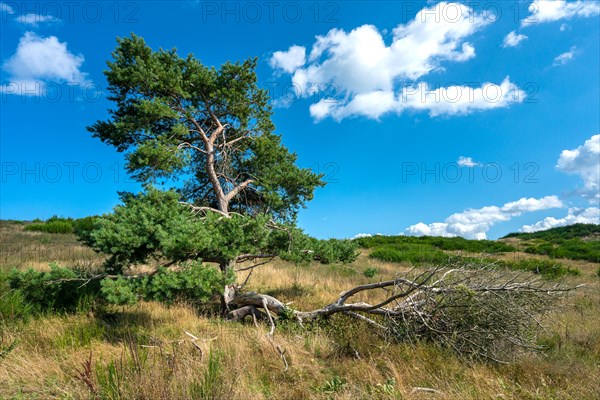 Pine tree in a barren landscape on the island of Hiddensee