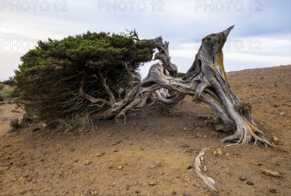 Juniper tree