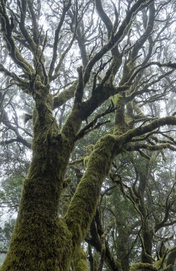 Moss-covered trees in laurel forest