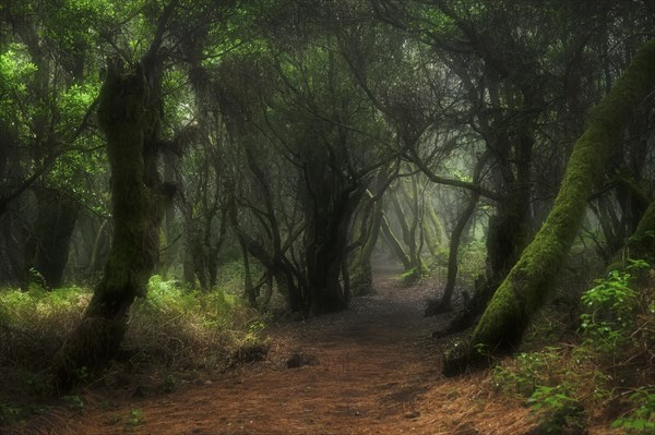 Hiking trail through laurel forest