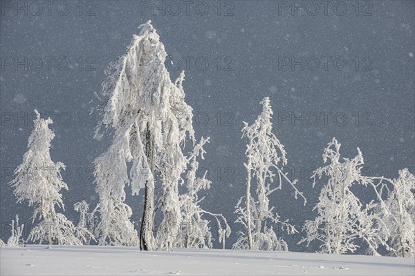 Winter landscape during snowfall on the Kahler Asten in Sauerland