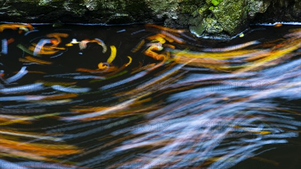 Leaves in the river Bode in the autumnal Harz