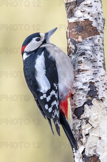 Great spotted woodpecker