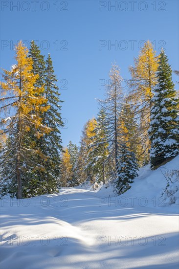 Forest path to Kotalm Mittelleger in snow in late autumn