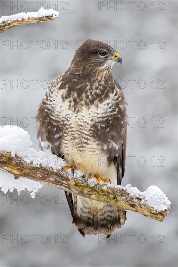 Steppe buzzard