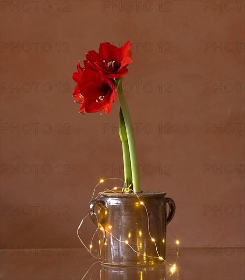 Blossoming Hippeastrum in a pot