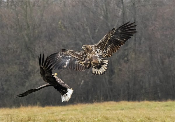 White-tailed eagle