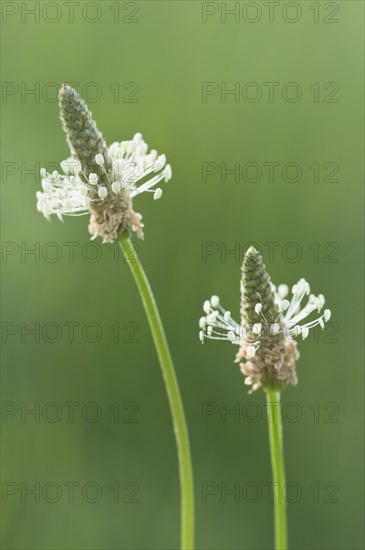 Ribwort plantain