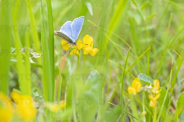 Adonis blue