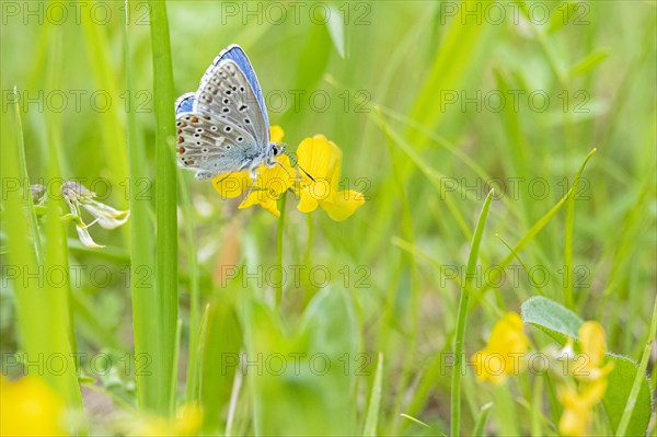 Adonis blue