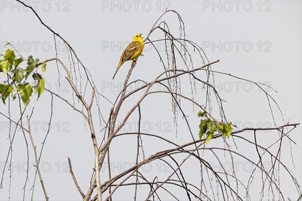 Yellowhammer