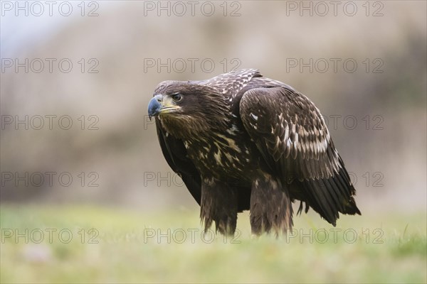 White-tailed eagle