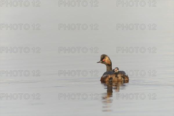 Black-necked grebe