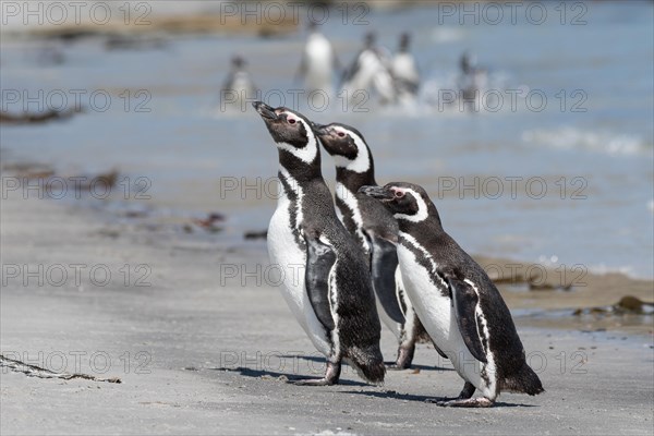 Magellanic penguins