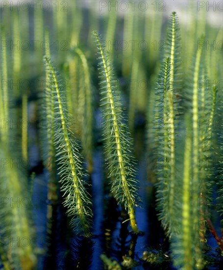 Fir frond common mare's tail