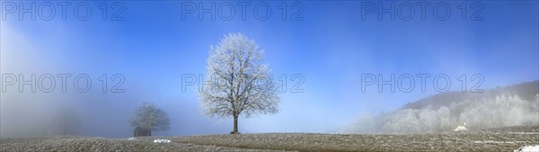 Hoarfrost in clearing fog