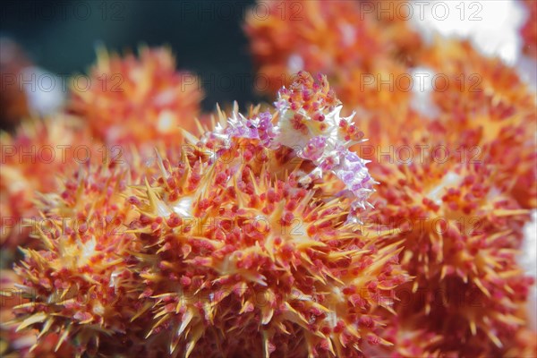 Dendronephtya Crab