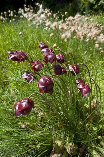 Brook carnation