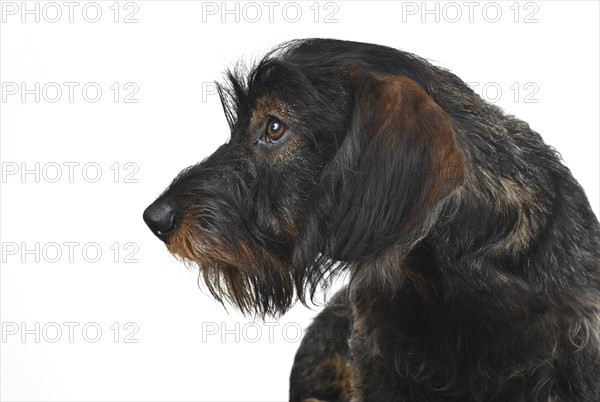 Wire-haired dachshund